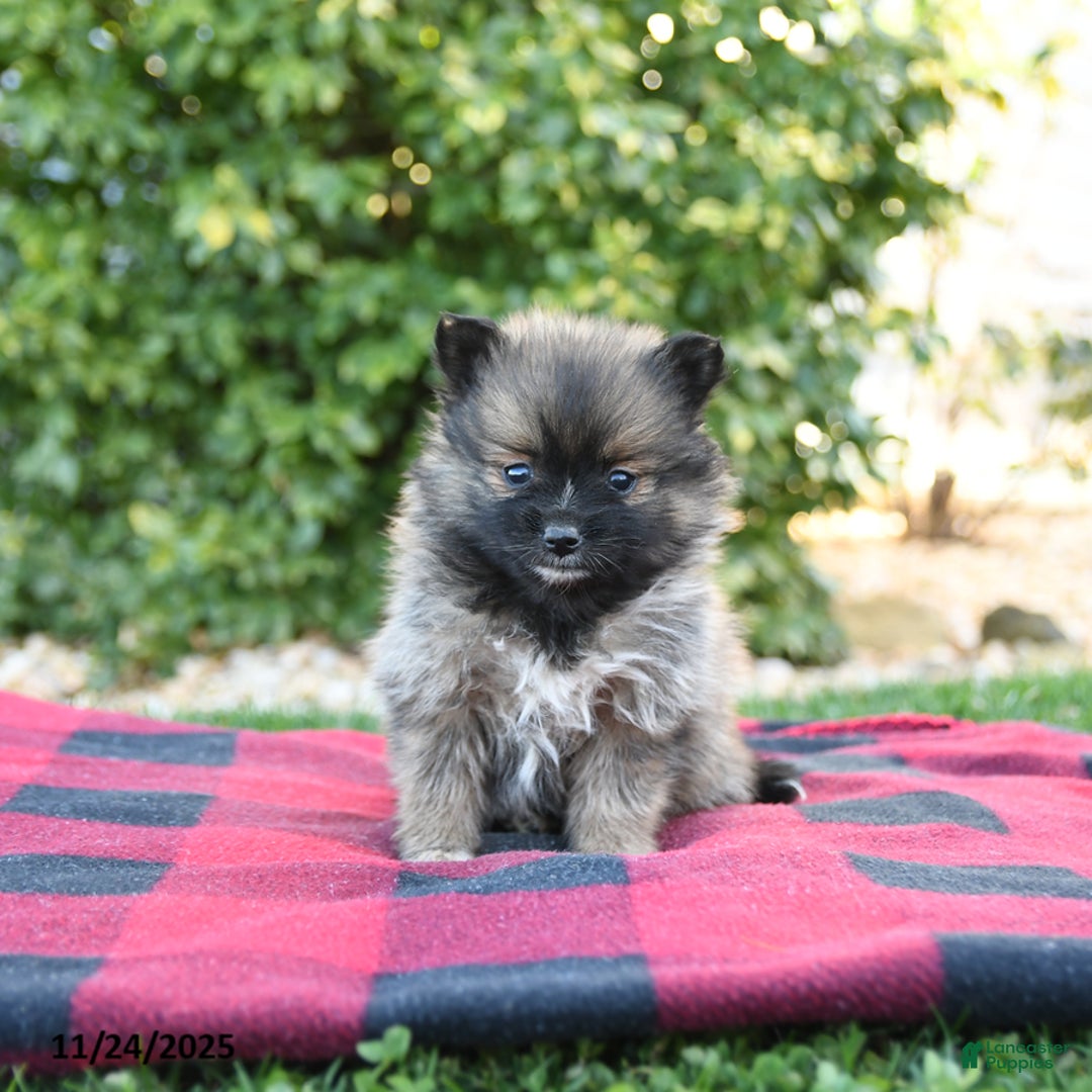 Pomeranian dogs for sale: Pandora - Ad 3