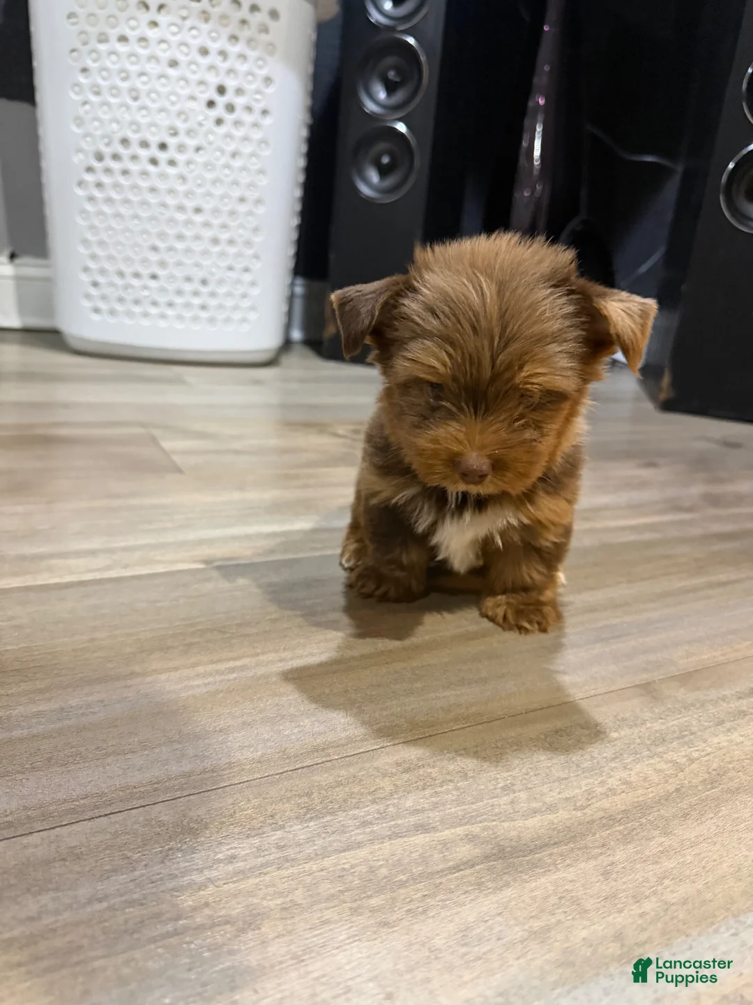 Yorkshire Terrier dogs for sale: Yorkshire Terrier 1 - Ad 7