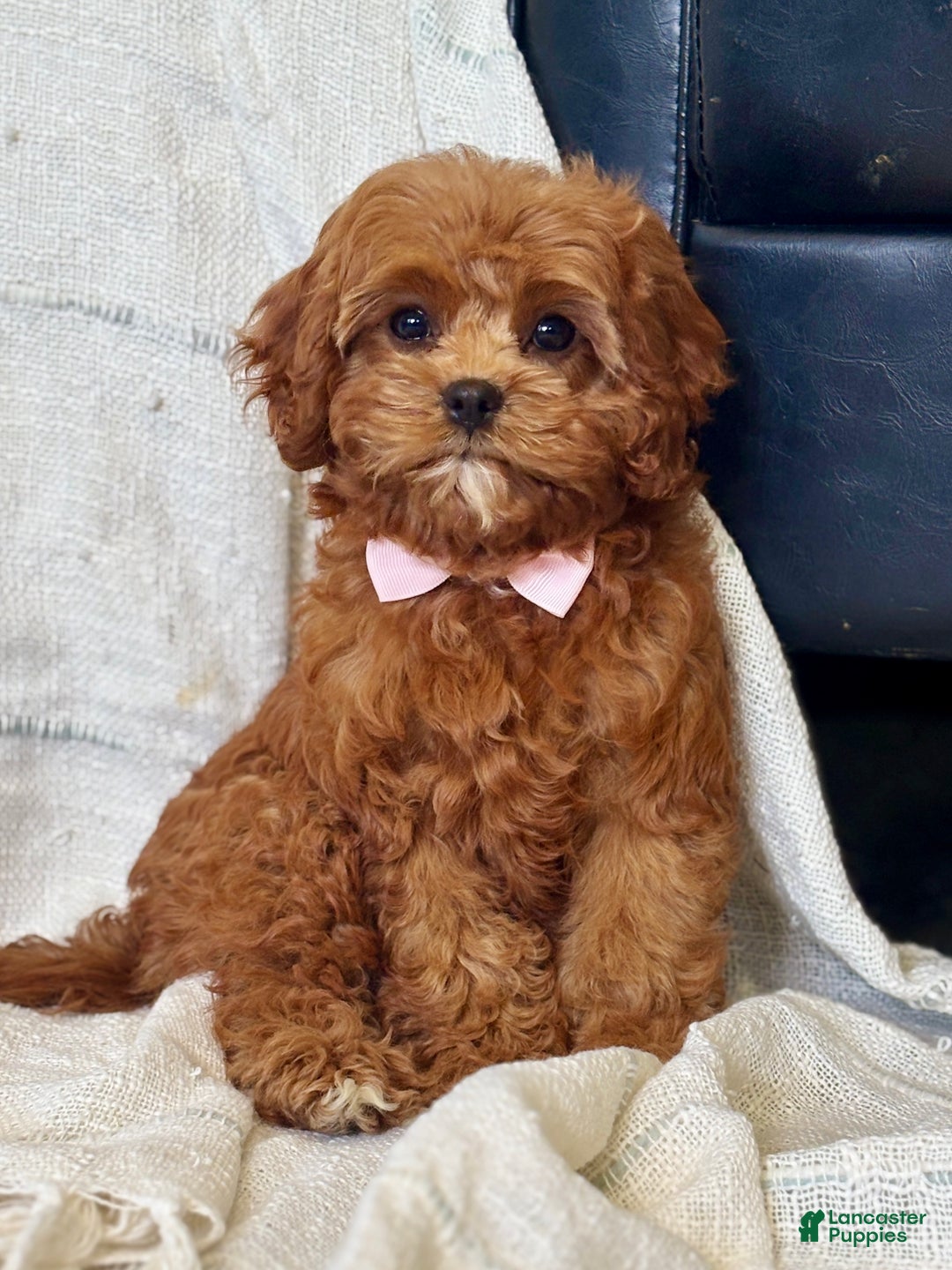Cavapoo dogs for sale: Fifi - Ad 7