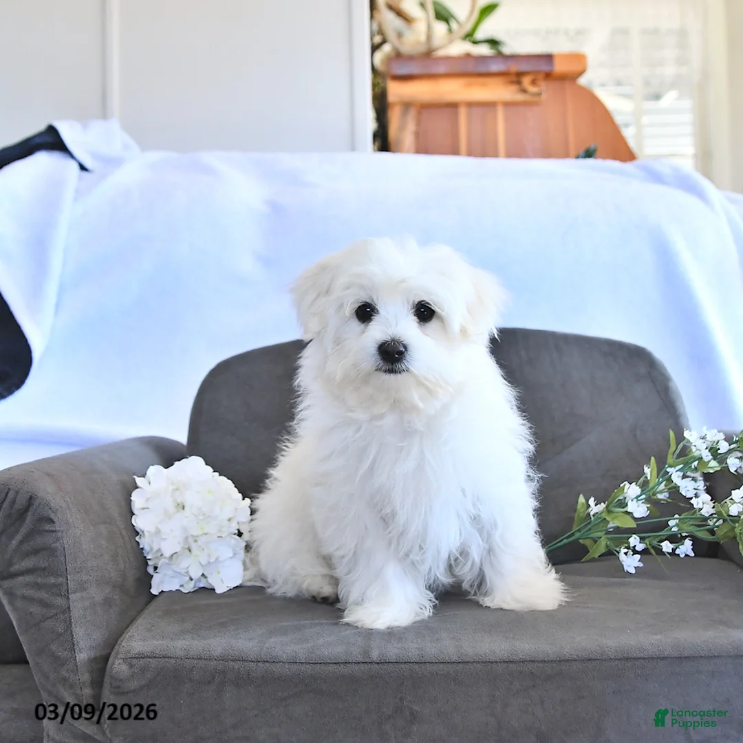 Maltese dogs for sale: Finn EXTRA SMALL - Ad 2
