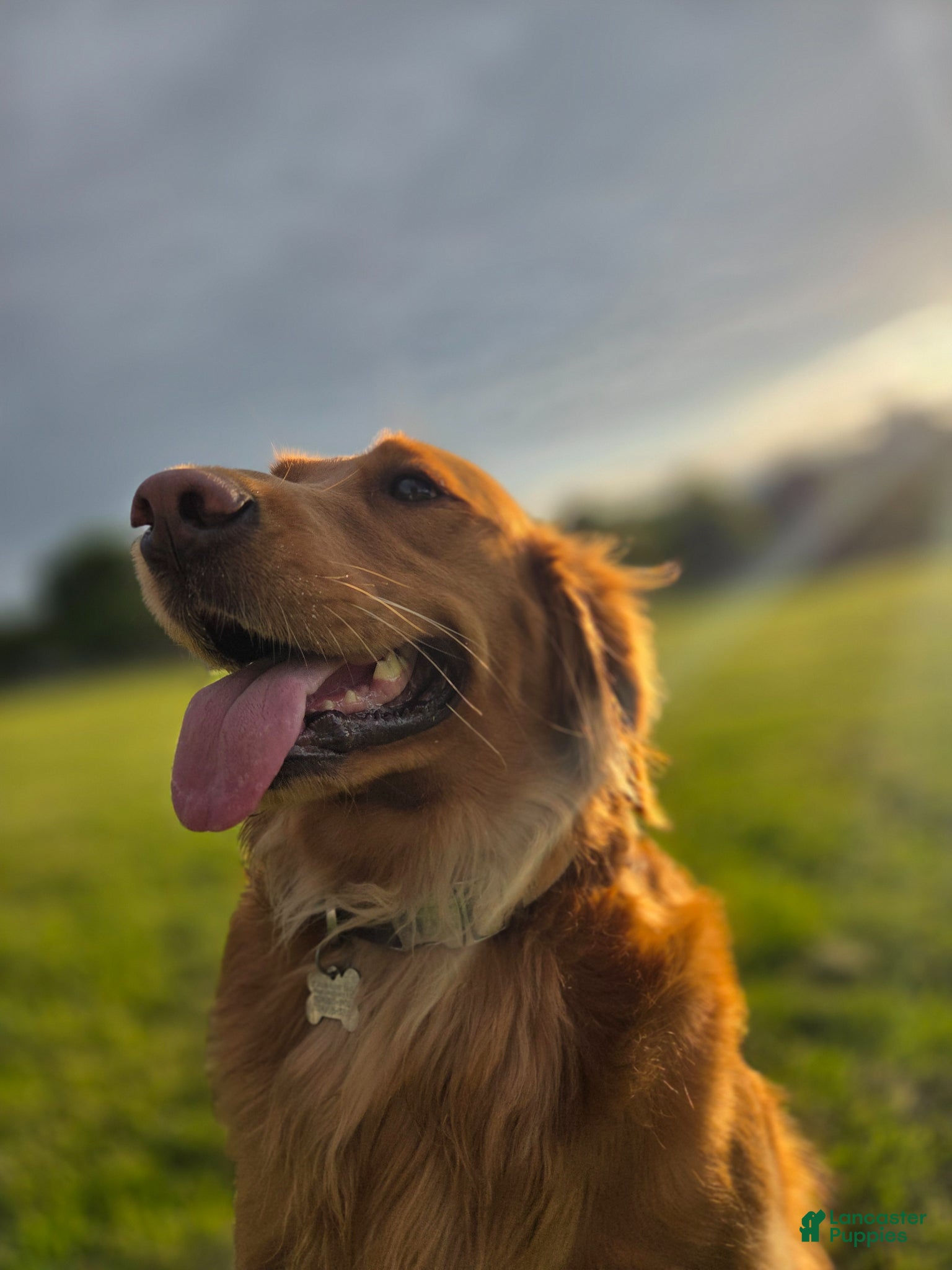 Golden Retriever dogs Kevin - Ad 1