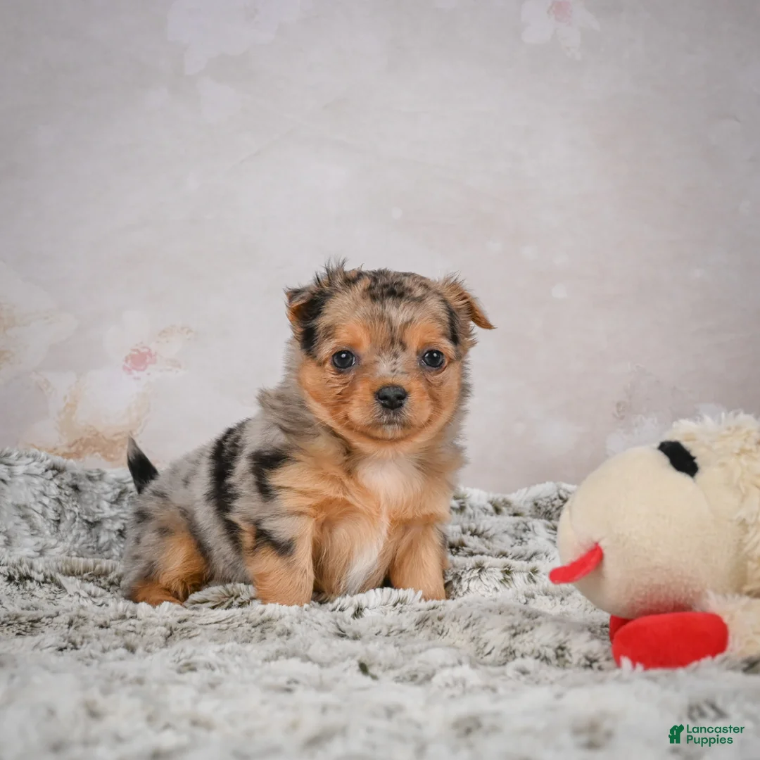 Chihuahua dogs for sale: Hazel - Ad 15