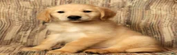 Golden Retriever dogs for sale: Rocky - Ad 3