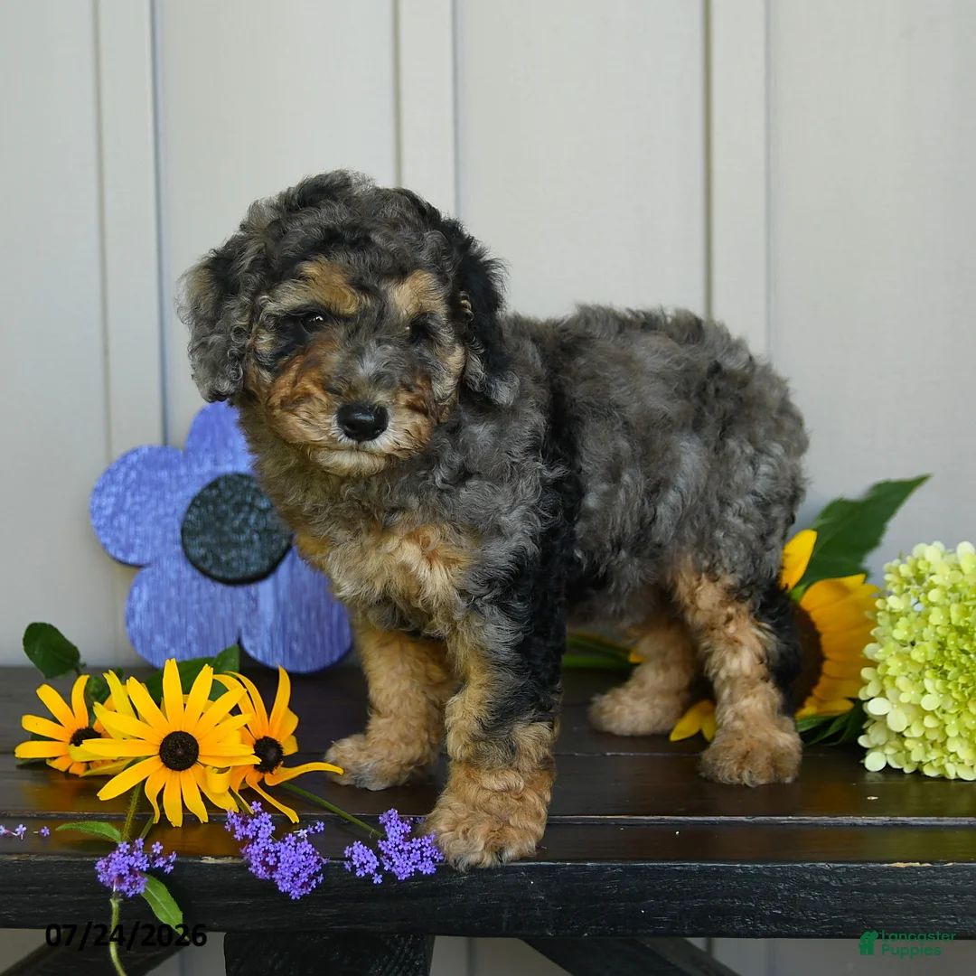 Miniature Poodle dogs for sale: Gable - Ad 1