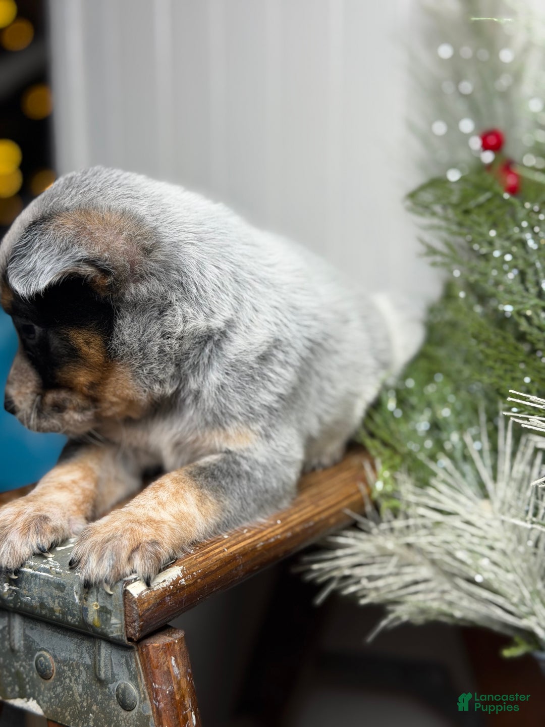 Australian Cattle Dog dogs for sale: Australian Cattle Dog Puppy 4 - Ad 6