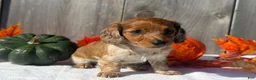 Miniature Dachshund dogs for sale: Gloria - Ad 5