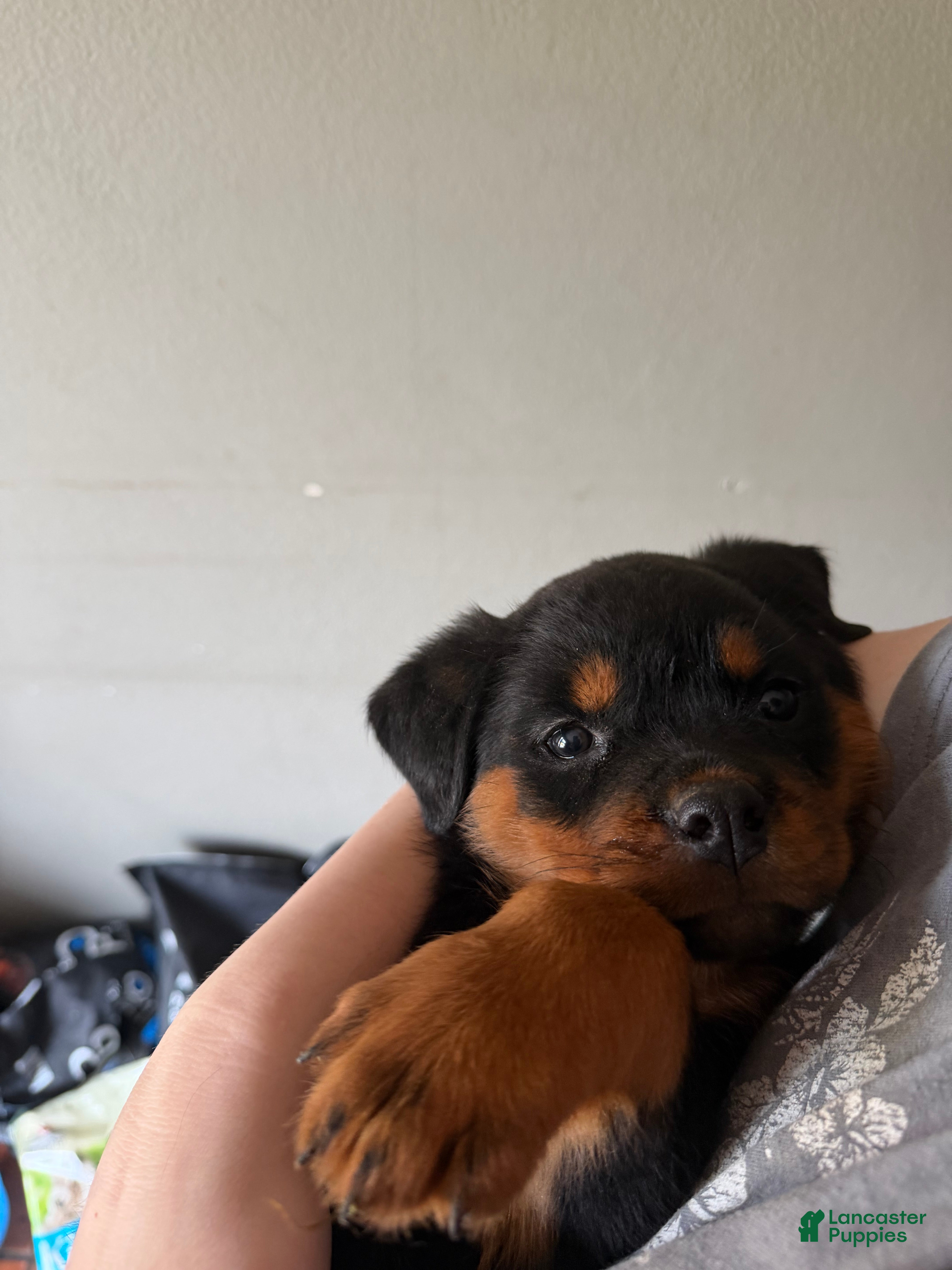 Rottweiler dogs Rottweiler Puppy 10 - Ad 2