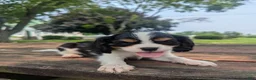 Cavalier King Charles Spaniel dogs for sale: Elsie - Ad 3