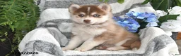 Pomsky dogs for sale: Sun Kiss - Ad 3