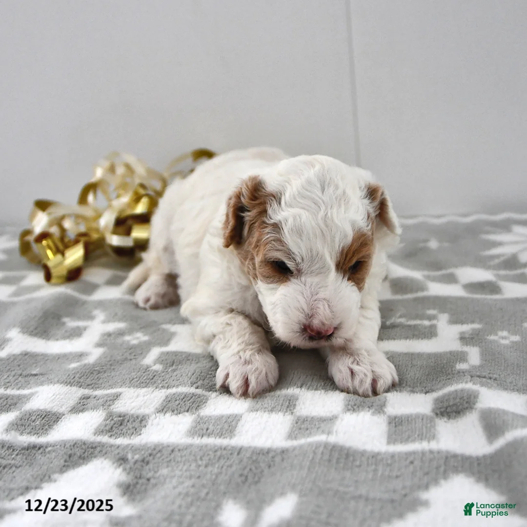 Mini Goldendoodle dogs for sale: Piper - Ad 13