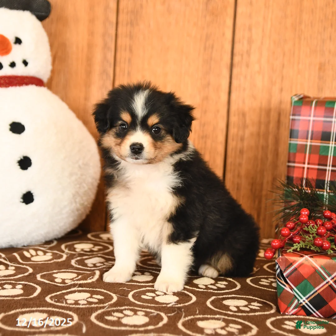 Miniature Australian Shepherd dogs for sale: Jackson - Ad 3