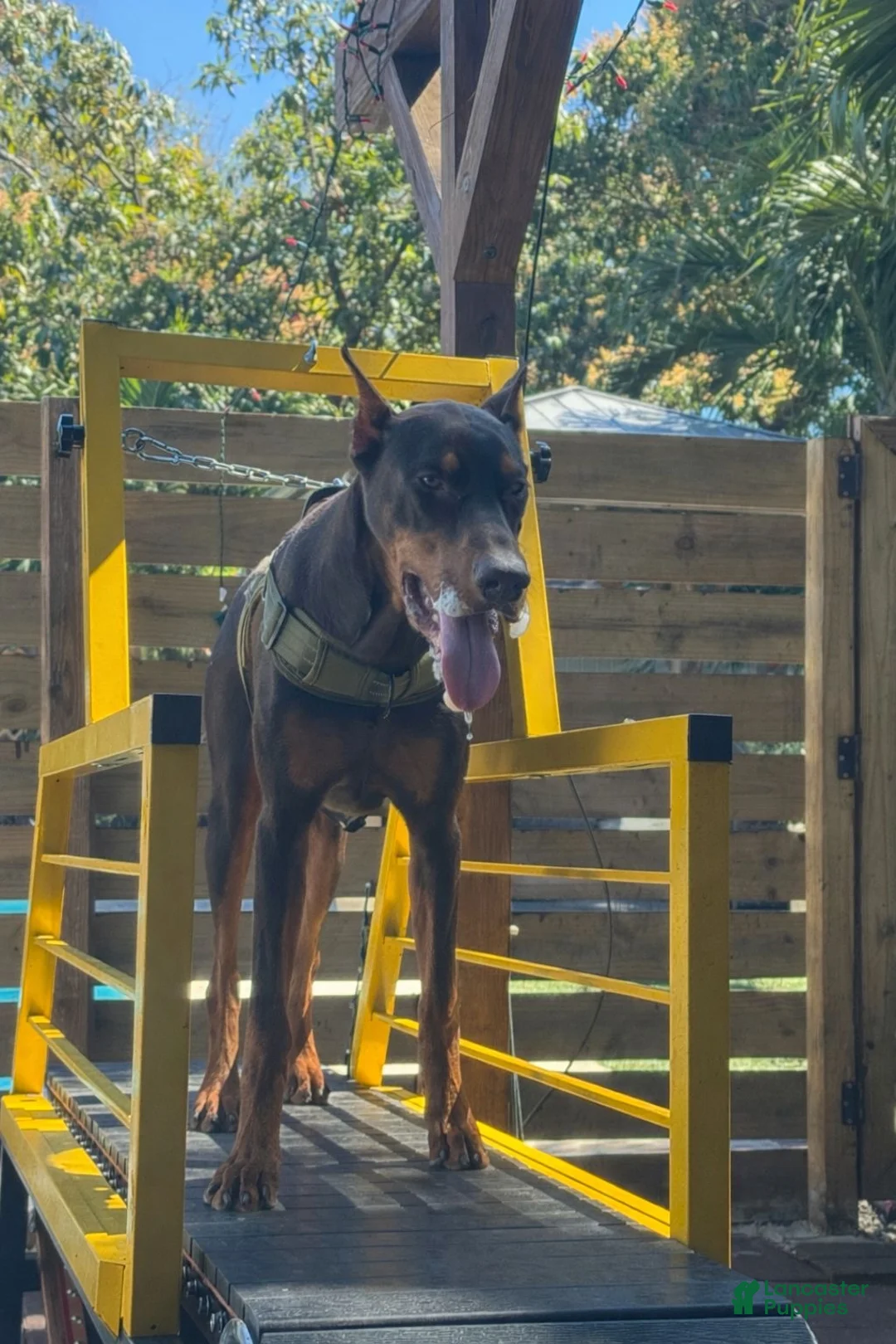 Doberman Pinscher dogs for sale: Doberman Pinscher Orange collar - Ad 5