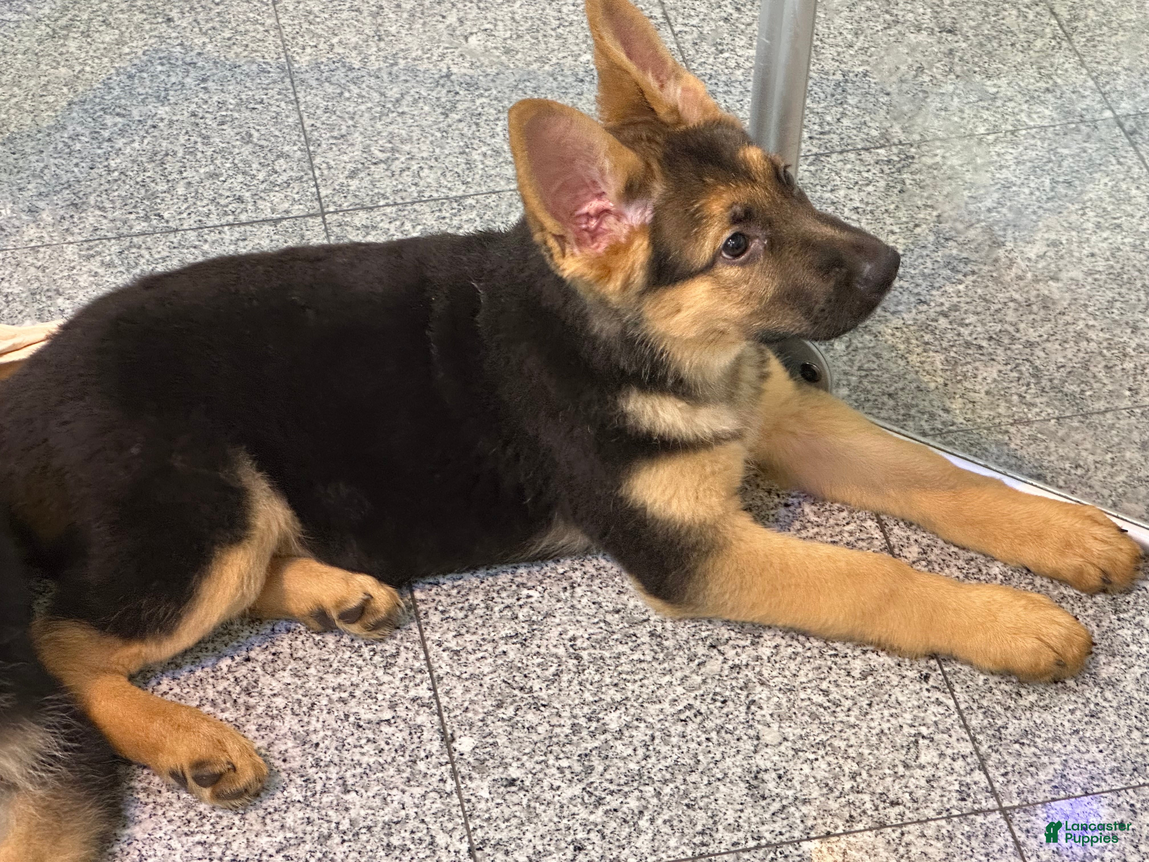 German Shepherd dogs German Shepherd Puppy 3 - Ad 25