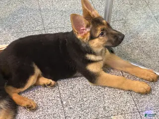 German Shepherd dogs German Shepherd Puppy 3 - Ad 25