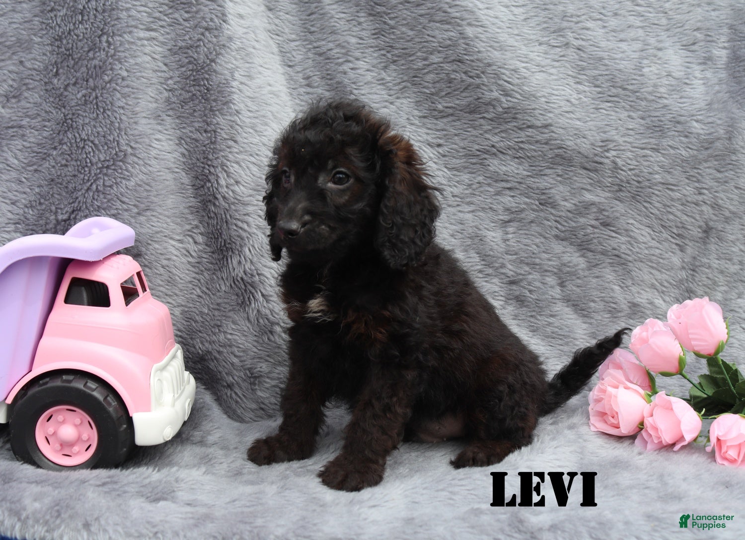 Mini Goldendoodle dogs for sale: Levi - Ad 2
