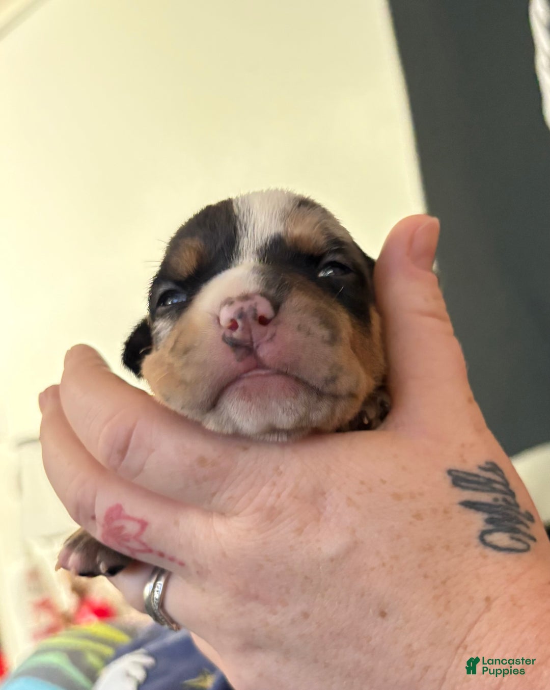 American Bully dogs for sale: Urban - Ad 9