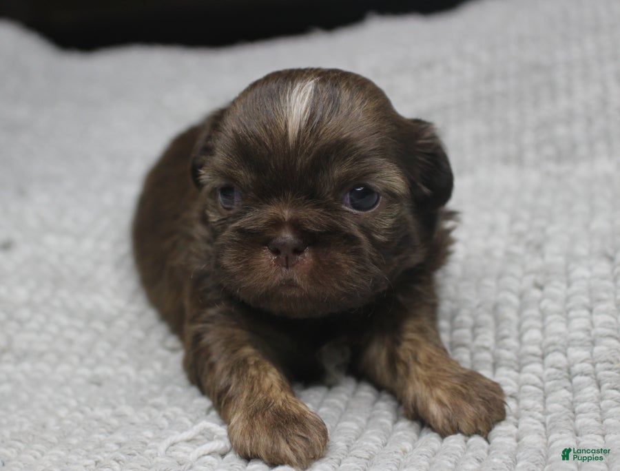 Shih Tzu dogs Hershey - Ad 15
