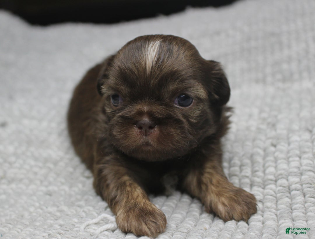 Shih Tzu dogs for sale: Hershey - Ad 1