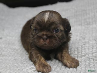 Shih Tzu dogs Hershey - Ad 15