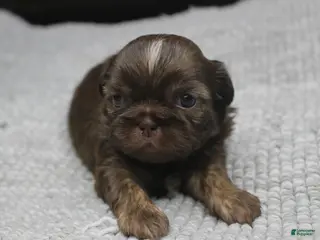 Shih Tzu dogs Hershey - Ad 19