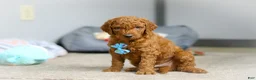 Goldendoodle dogs for sale: Teddy F1b - Ad 4