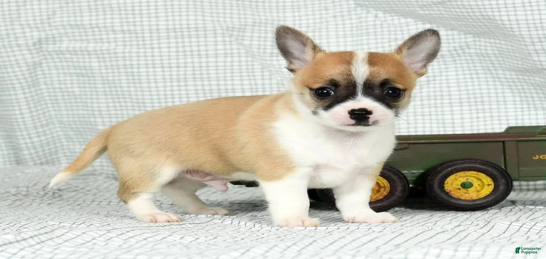 Gallery Image {{count}}