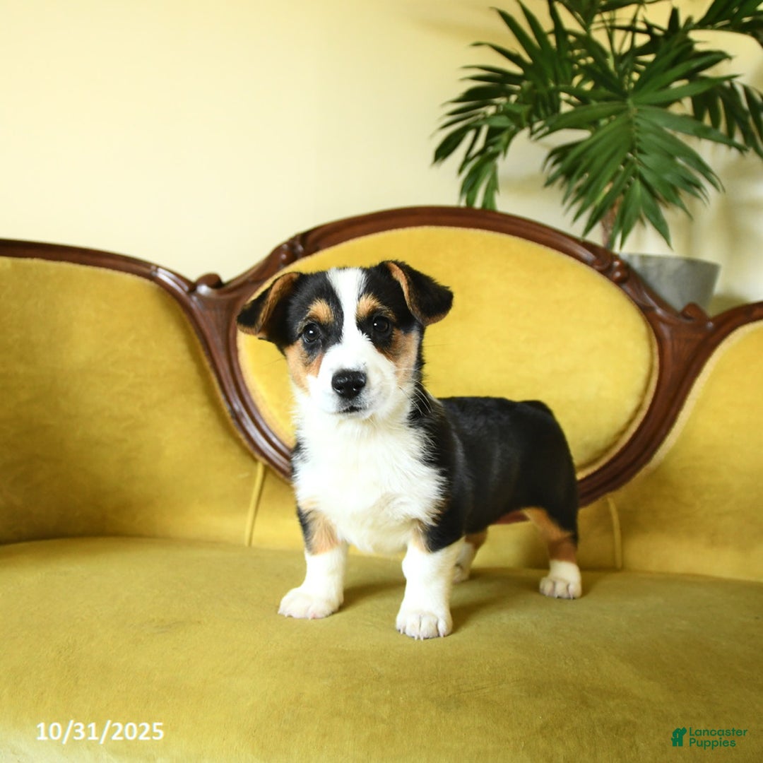 Welsh Corgi Pembroke dogs for sale: Nellie - Ad 11