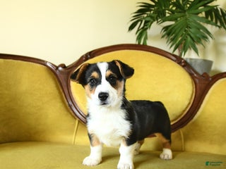 Welsh Corgi Pembroke dogs - Ad 4