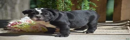 English Bulldog dogs for sale: Panda - Ad 7