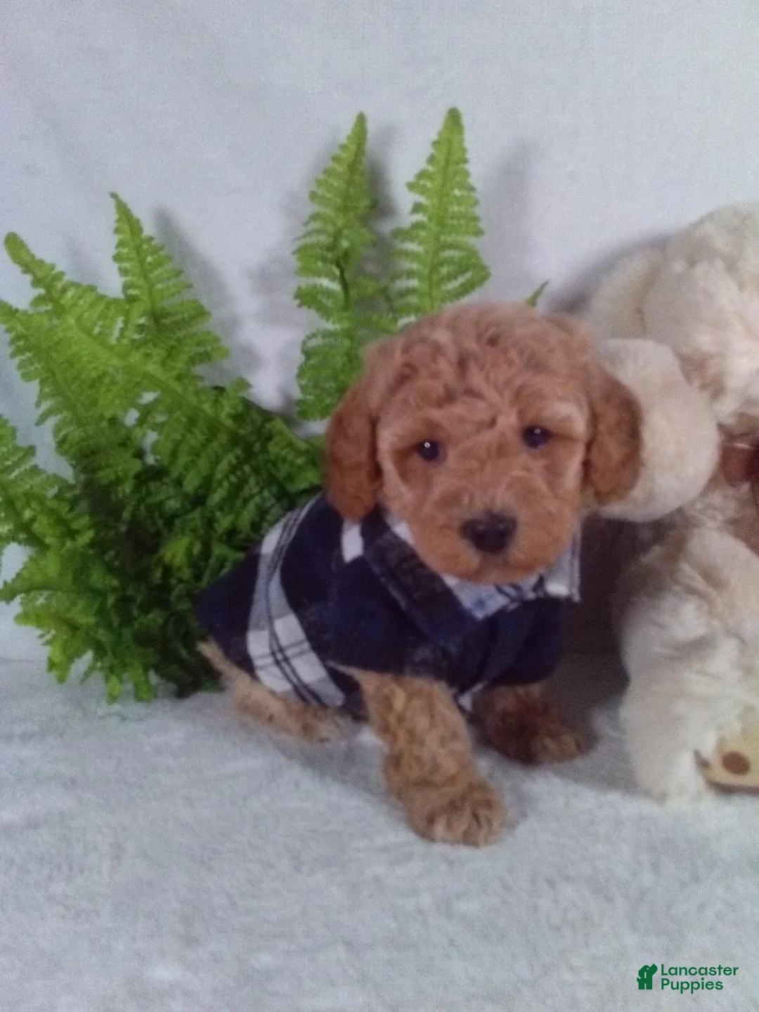 Bichpoo dogs for sale: Jax - Ad 3