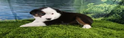 Miniature Australian Shepherd dogs for sale: Ellis - Ad 2