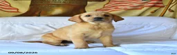 Labrador Retriever dogs for sale: Rosie - Ad 3