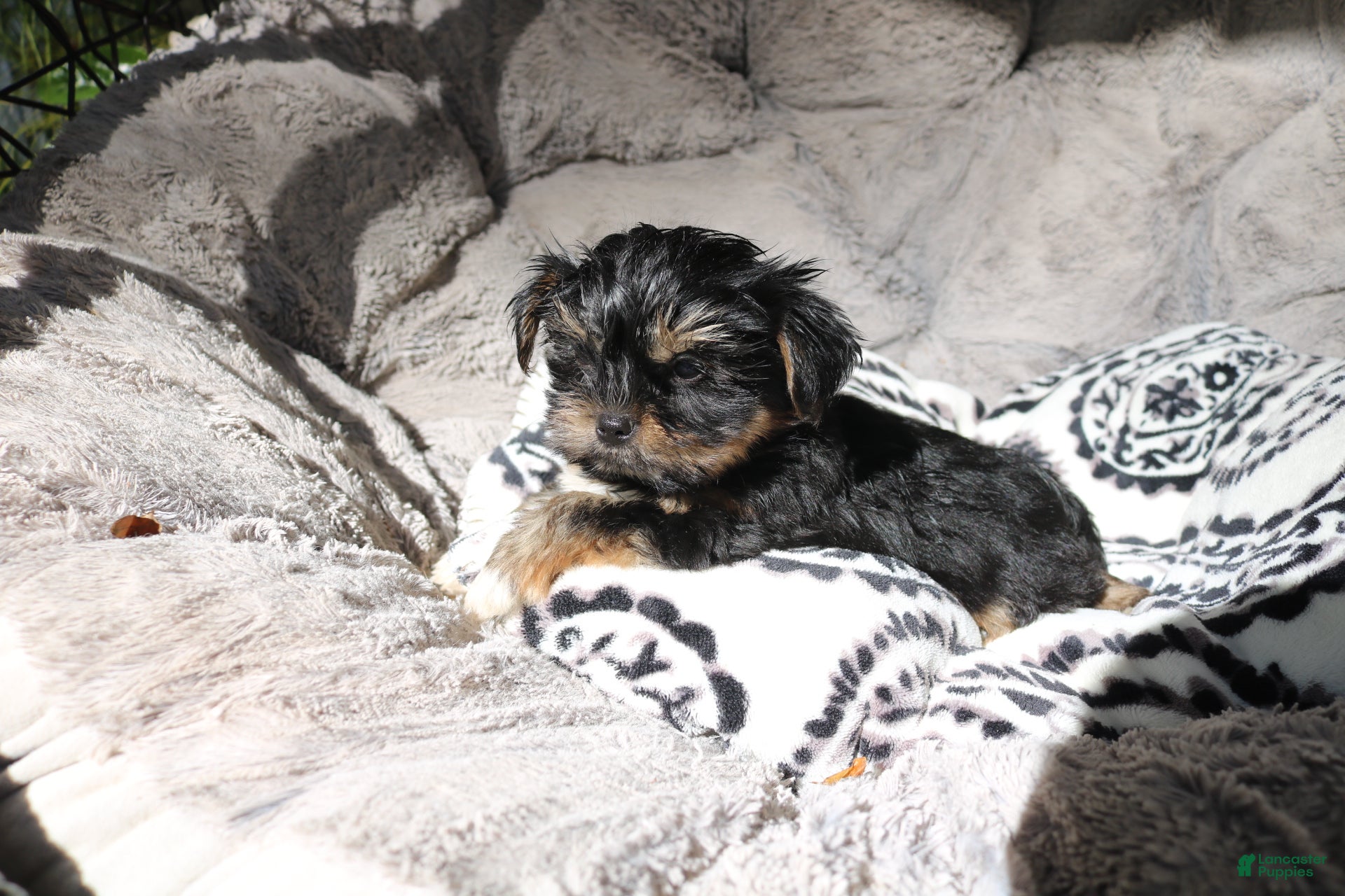 Shorkie dogs Blair - Ad 2