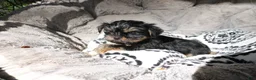 Shorkie dogs for sale: Blair - Ad 2