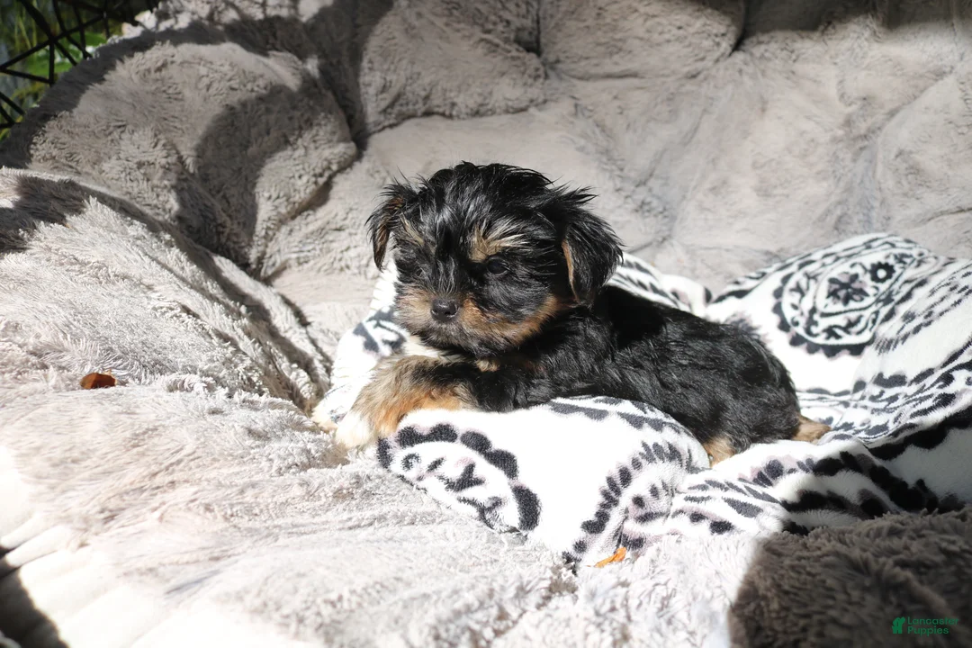 Shorkie dogs for sale: Blair - Ad 2