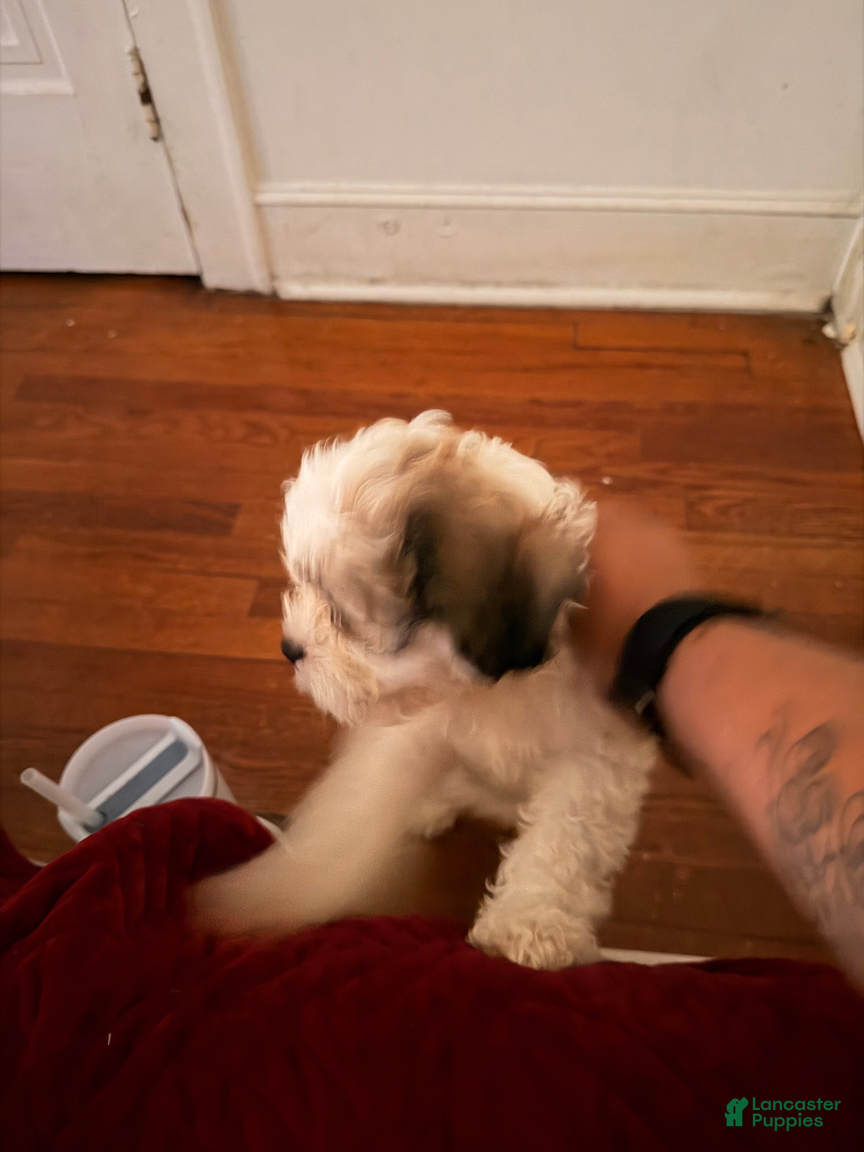 Mixed Breed dogs for sale: Mixed Breed Puppy 1 - Ad 2