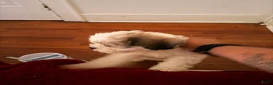 Mixed Breed Puppy 1