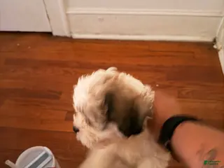 Mixed Breed dogs for sale: Mixed Breed Puppy 1 - Ad 2