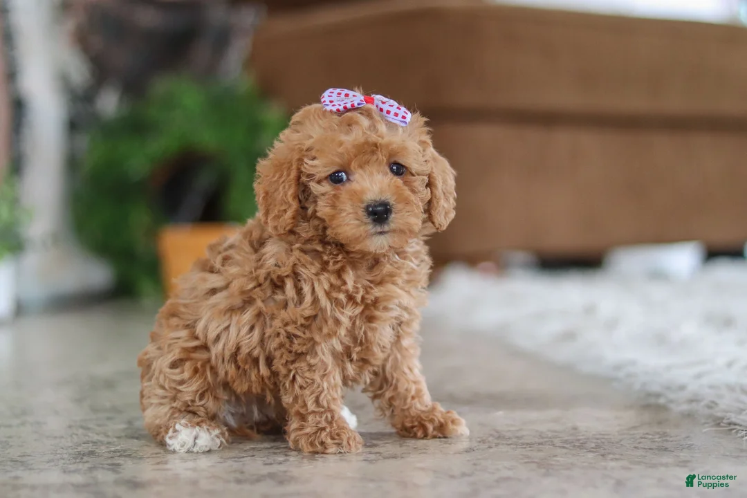 Schnoodle dogs for sale: Willow - Ad 5