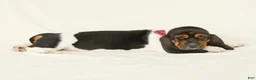 Basset Hound dogs for sale: Angel - Ad 4