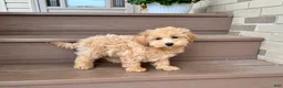 Maltipoo dogs for sale: Gordon - Ad 3