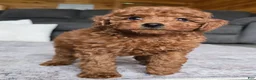 Miniature Poodle dogs for sale: Chloe - Ad 8