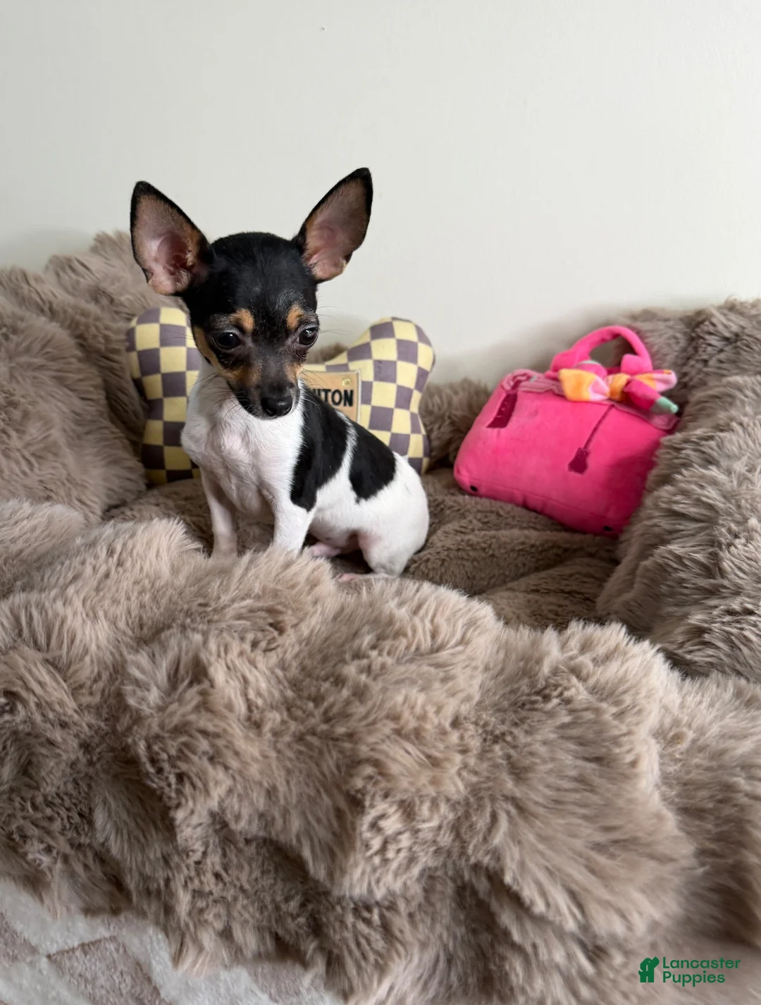 Chihuahua dogs for sale: “Saint” Male Chihuahua  - Ad 2