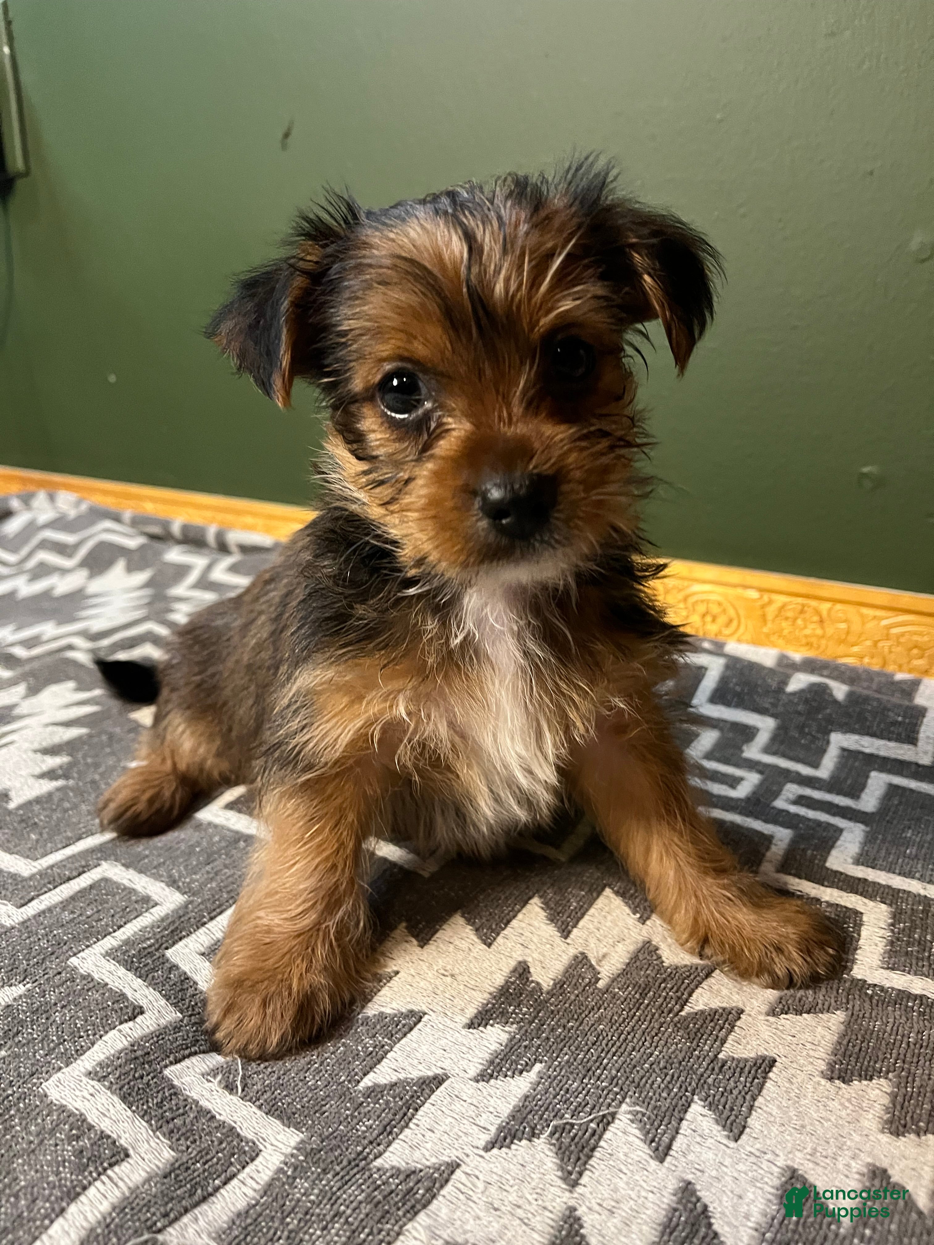 Yorkshire Terrier dogs Gruff - Ad 27