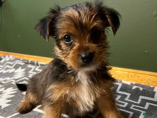 Yorkshire Terrier dogs Gruff - Ad 27