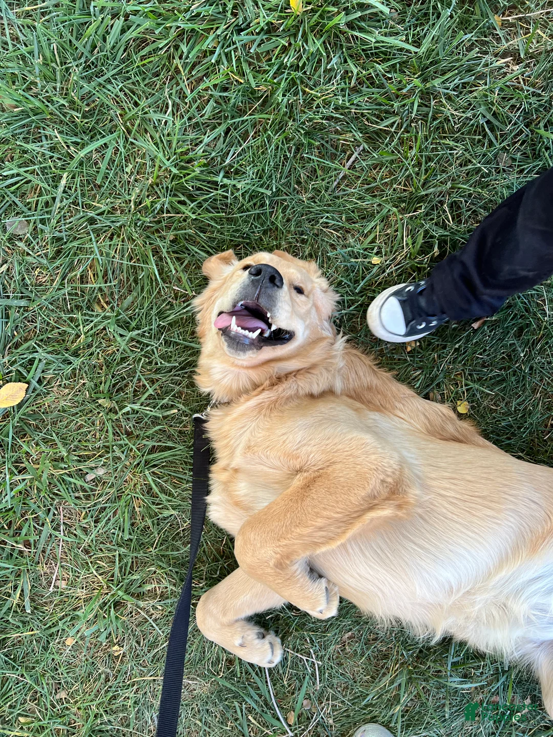 Golden Retriever dogs for sale: Penny  - Ad 2