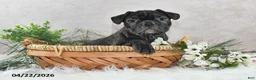 Frenchton dogs for sale: Frisco - Ad 2