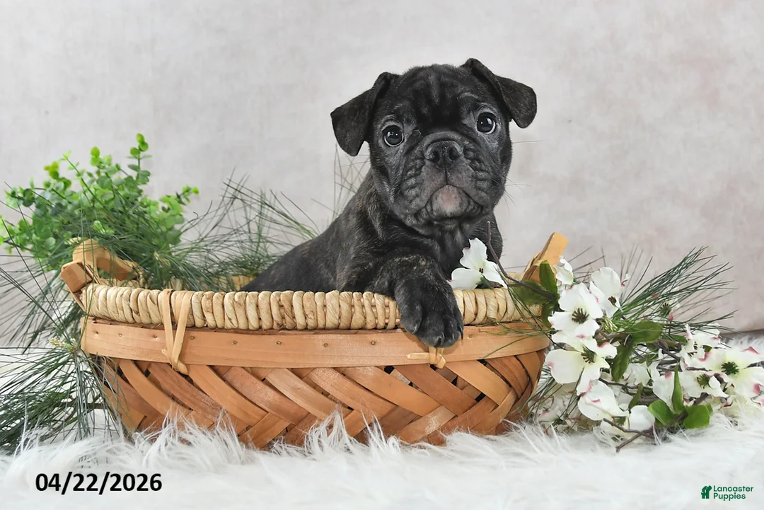 Frenchton dogs for sale: Frisco - Ad 2