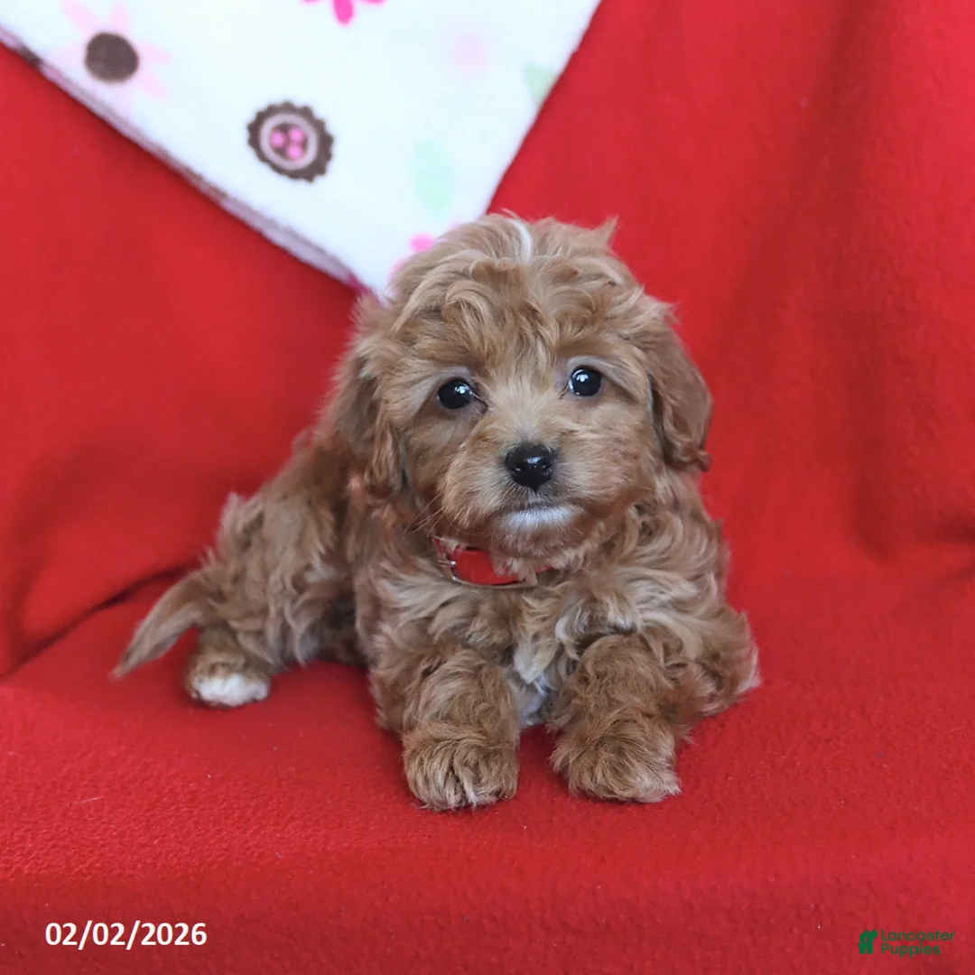 Maltipoo dogs for sale: Sugar - Ad 4