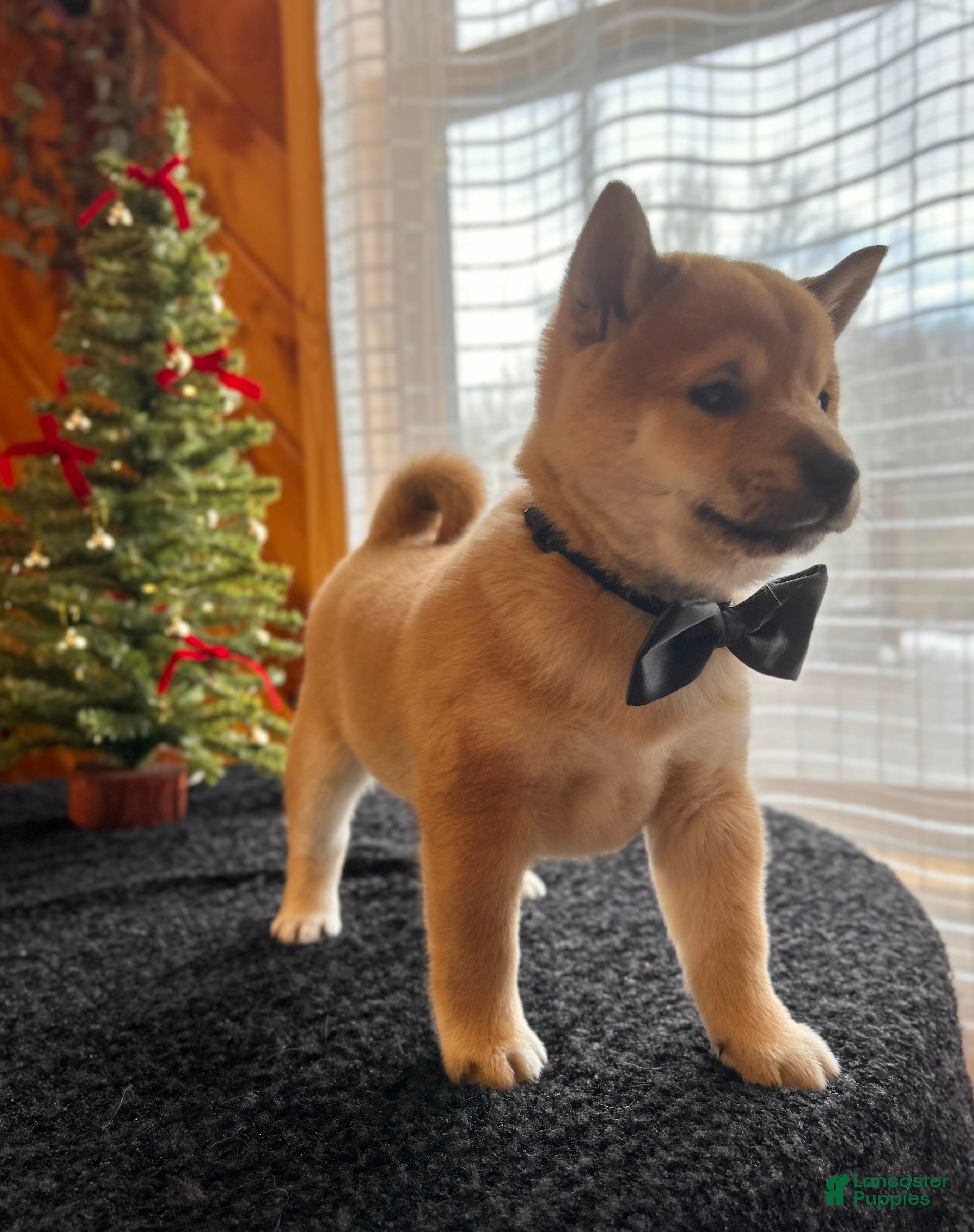 Shiba Inu dogs London - Ad 21